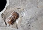 Peronopsis interstricta (WHITE 1874) - Bild © FossNet FossilienStore